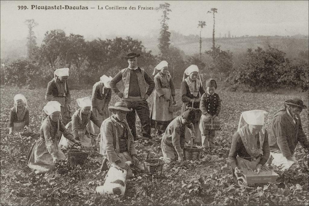 La cueillette des fraises en plein champs à sur la commune de Plougastel-Daoulas.