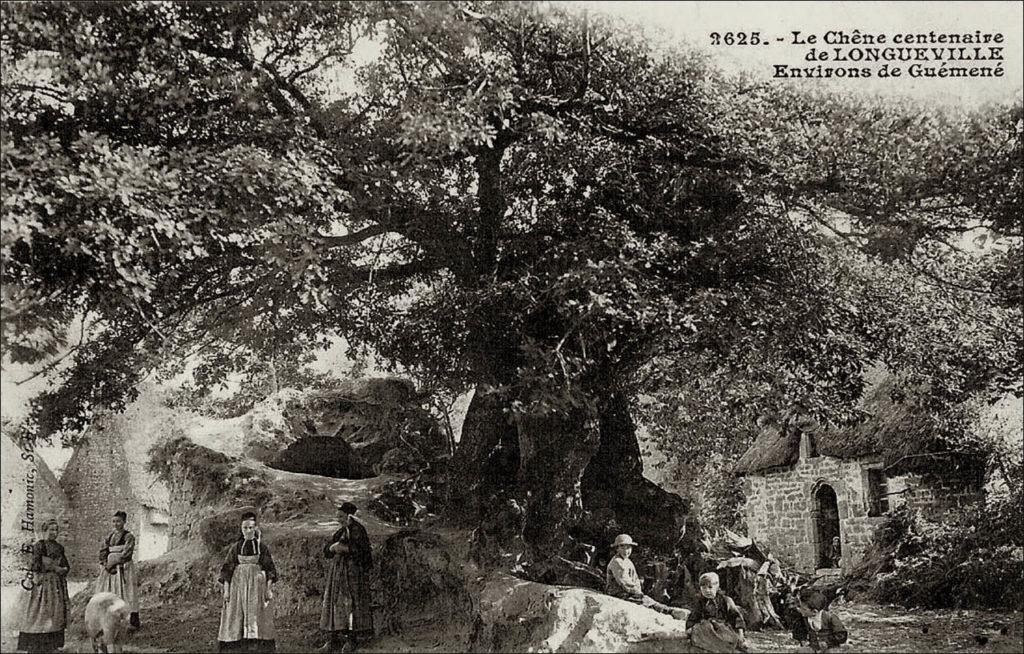 Le chêne centenaire de Longueville, sur la commune de Locmalo au début des années 1900.