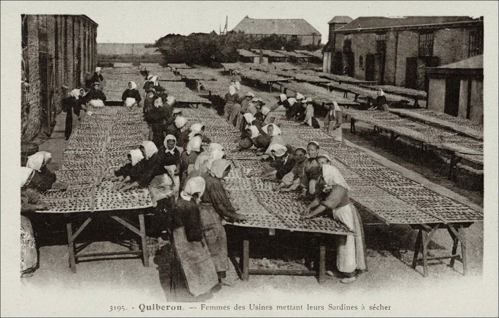 Un groupe de femmes travaillant au séchage de la sardine à Quiberon au début des années 1900.