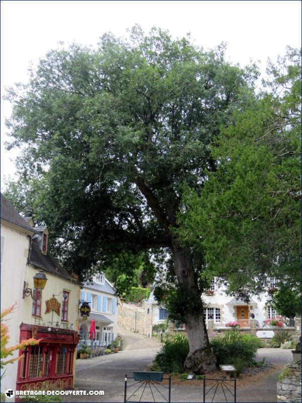 L'arbre de la Liberté de la commune de Locquénolé.