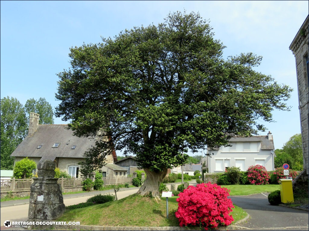 Un buis de 400 ans dans le bourg de Plougonver.