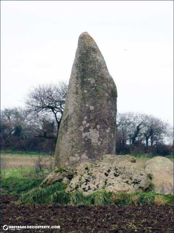 Le menhir de Kervignen-Bras à Plouguin.