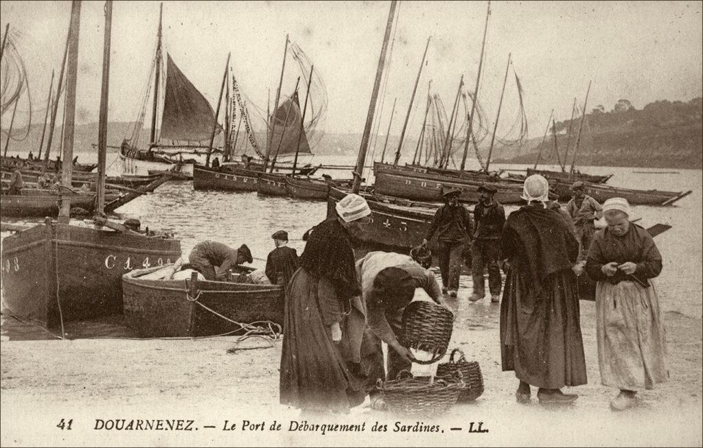 Le débarquement des sardines sur le port de Douarnenez.